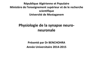 Physiologie de la synapse neuro