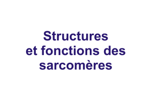 Structure sarcomer