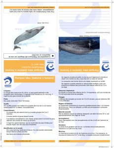 Rorqual bleu (baleine à fanons)