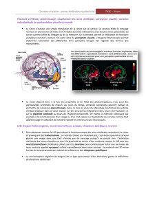 Cerveau et vision : aires cérébrales et plasticité