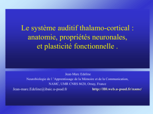 Le système auditif thalamo-cortical : anatomie, propriétés