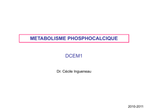 metabolisme phosphocalcique