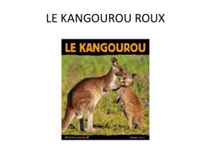 LE KANGOUROU ROUX