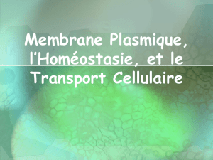 Membrane Plasmique, l`Homéostasie, et le Transport Cellulaire