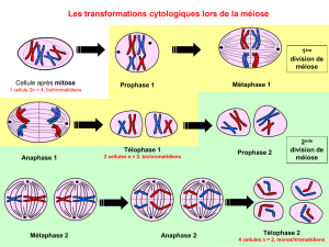Les transformations cytologiques lors de la méiose