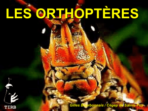 Orthoptères