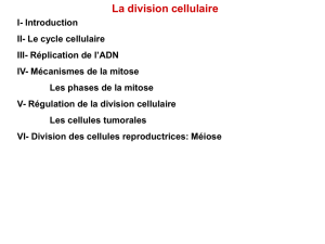 La division cellulaire I