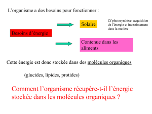 La glycolyse (en pps)