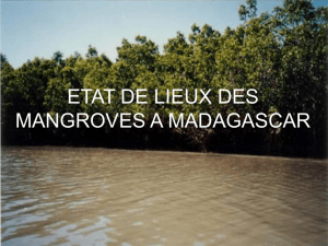 etat de lieux des mangroves a madagascar