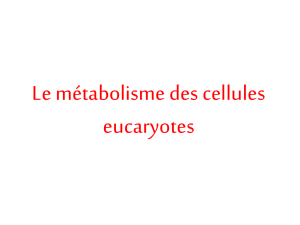 Métabolisme d`une cellule eucaryote autotrophe