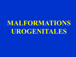 Semiologie uro : Iconographie mf urogenitales