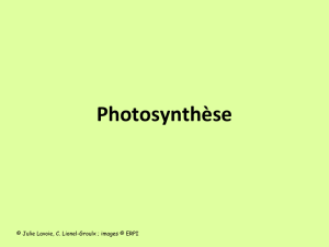 Diapos - ANABOLISME : Photosynthèse