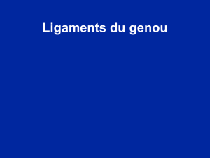 05_-_Ligaments_du_genou