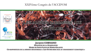 Jacques CORNANO: Les algues sargasses