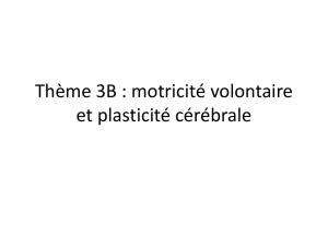 Thème 3B : motricité volontaire et plasticité cérébrale
