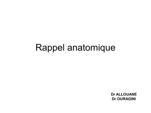 Rappel anatomique