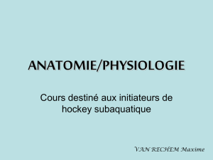 anatomie/physiologie - LUC Hockey Subaquatique