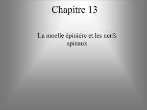 Moelle épinière et nerfs spinaux