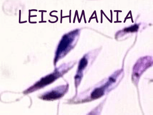 leishmania - Site perso mcavalla