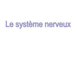 Le système nerveux central