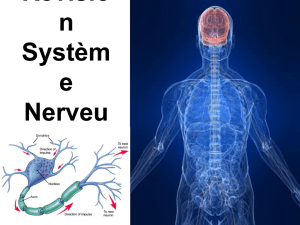 SN révision et propagation influx nerveux
