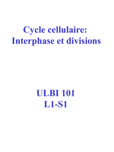 cycle cellulaire