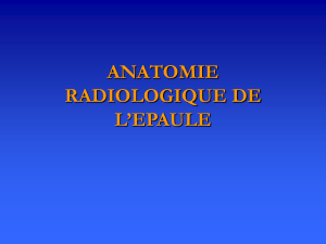 radioanatomie_epaule