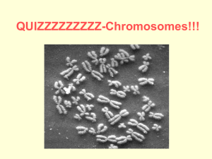 QUIZZZZZZZZZ-Chromosomes!!!