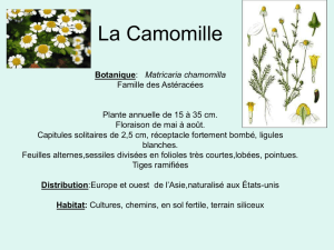 La Camomille Botanique: Matricaria chamomilla Famille des