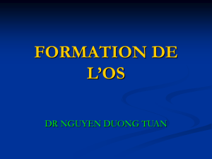 FORMATION DE L`OS
