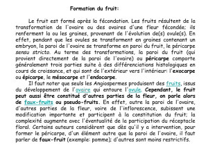 Fruits et graines Fichier - UMMTO E