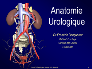 Anatomie Uro
