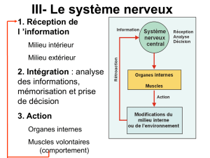 Chapitre IV Le système nerveux