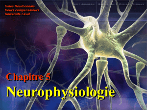 La neurophysiologie