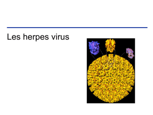 L`Herpes - le site de la promo 2006-2009