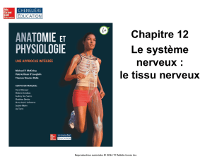 Syst&egrave;me nerveux p&eacute;riph&eacute;rique (SNP)