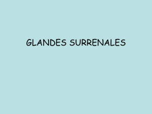 Les Glandes Surrénales - le site de la promo 2006-2009