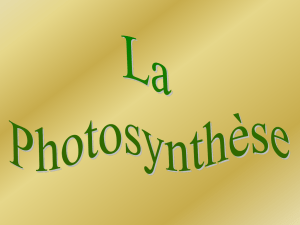 La photosynthèse (en pps)