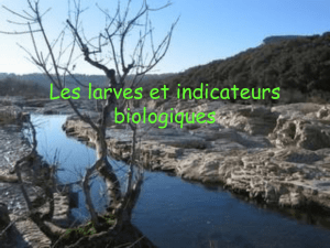 Les larves et indicateurs biologiques