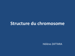 Chromosomes - carabinsnicois.fr