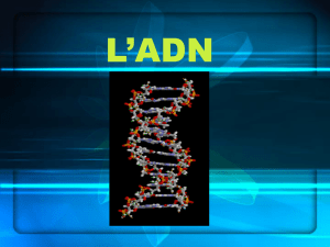 L`ADN