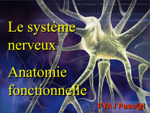 FYA / Pasc@l Anatomie fonctionnelle du système nerveux