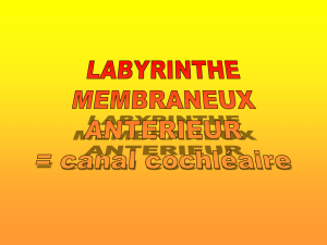Le labyrinthe membraneux antérieur ou canal cochléaire est l