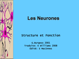Neurons - hrsbstaff.ednet.ns.ca