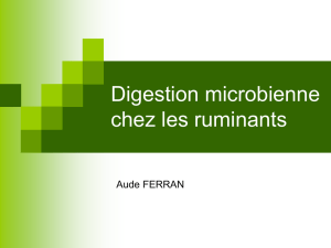 13. Digestion microbienne chez les ruminants : Diaporama 2016