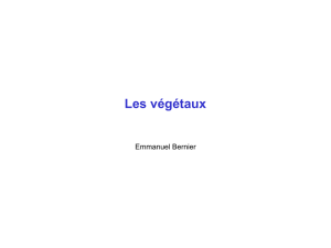 Végétaux - Emmanuel Bernier