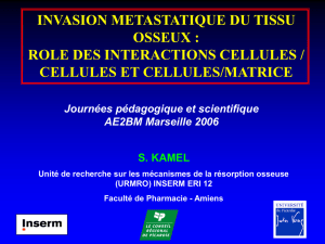 Invasion métastatique du tissu osseux: rôle des interactions cellules