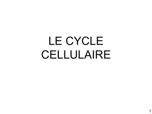 17 - Cycle cellulaire et mort cellulaire programmée