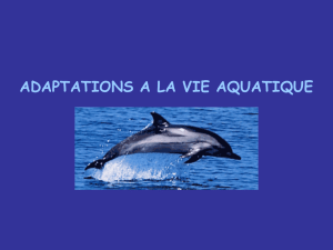 Conscience Dauphins