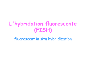 L`hybridation fluorescente (FISH)